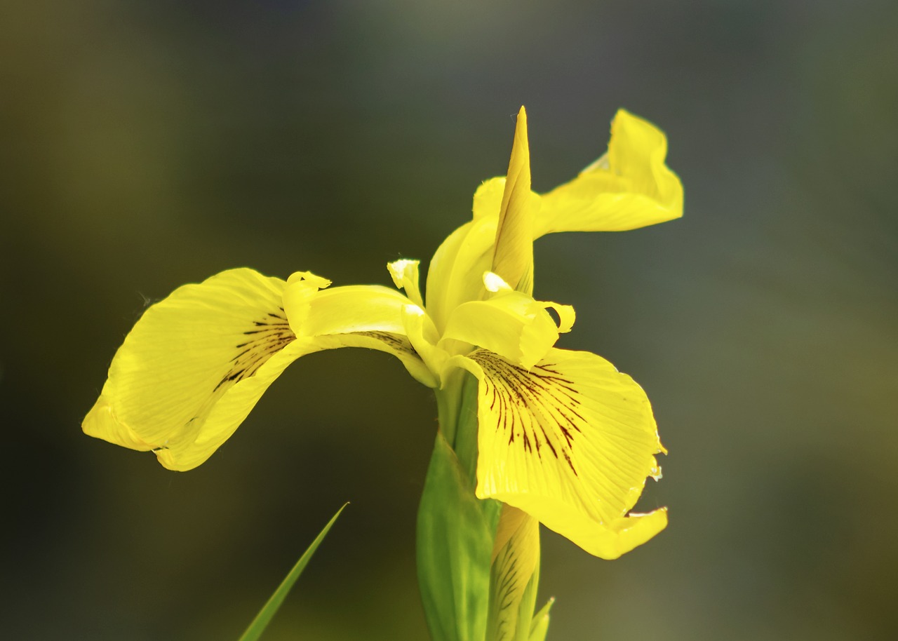 fleur-de-lis  flower  iris-flower free photo