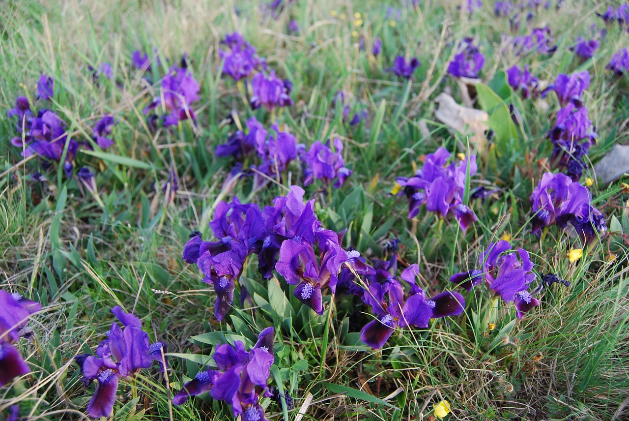 fleur-de-lis flower spring free photo