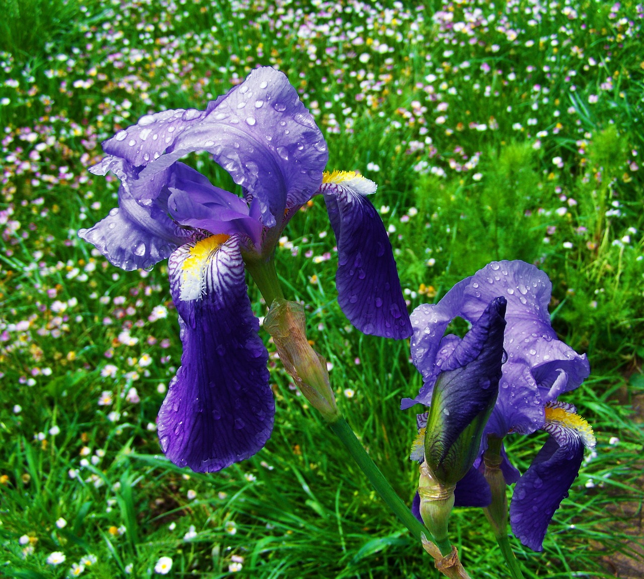 fleur-de-lis a bluish-purple flower spring flower free photo