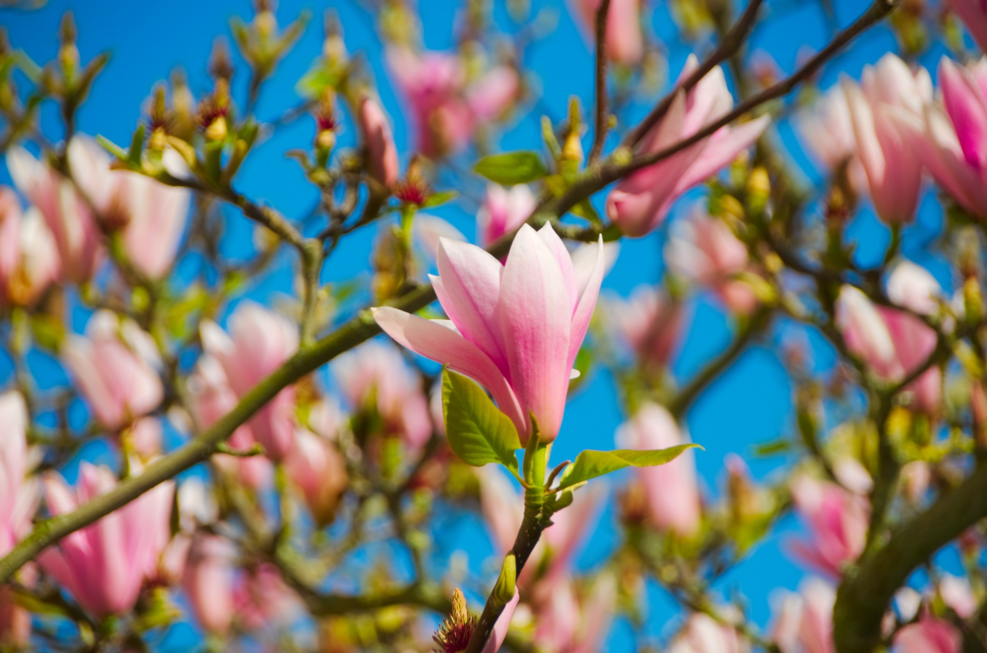 flower magnolias botany free photo