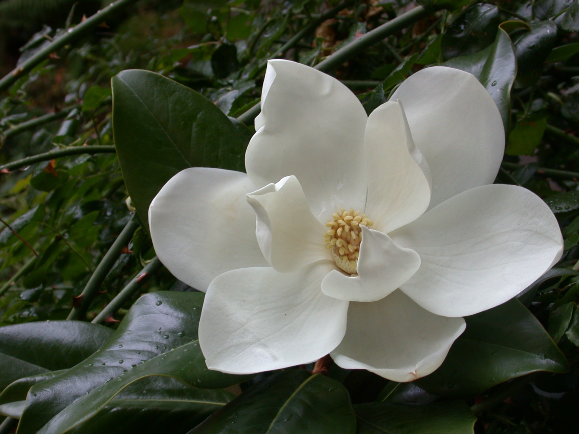 flower magnolia tree free photo