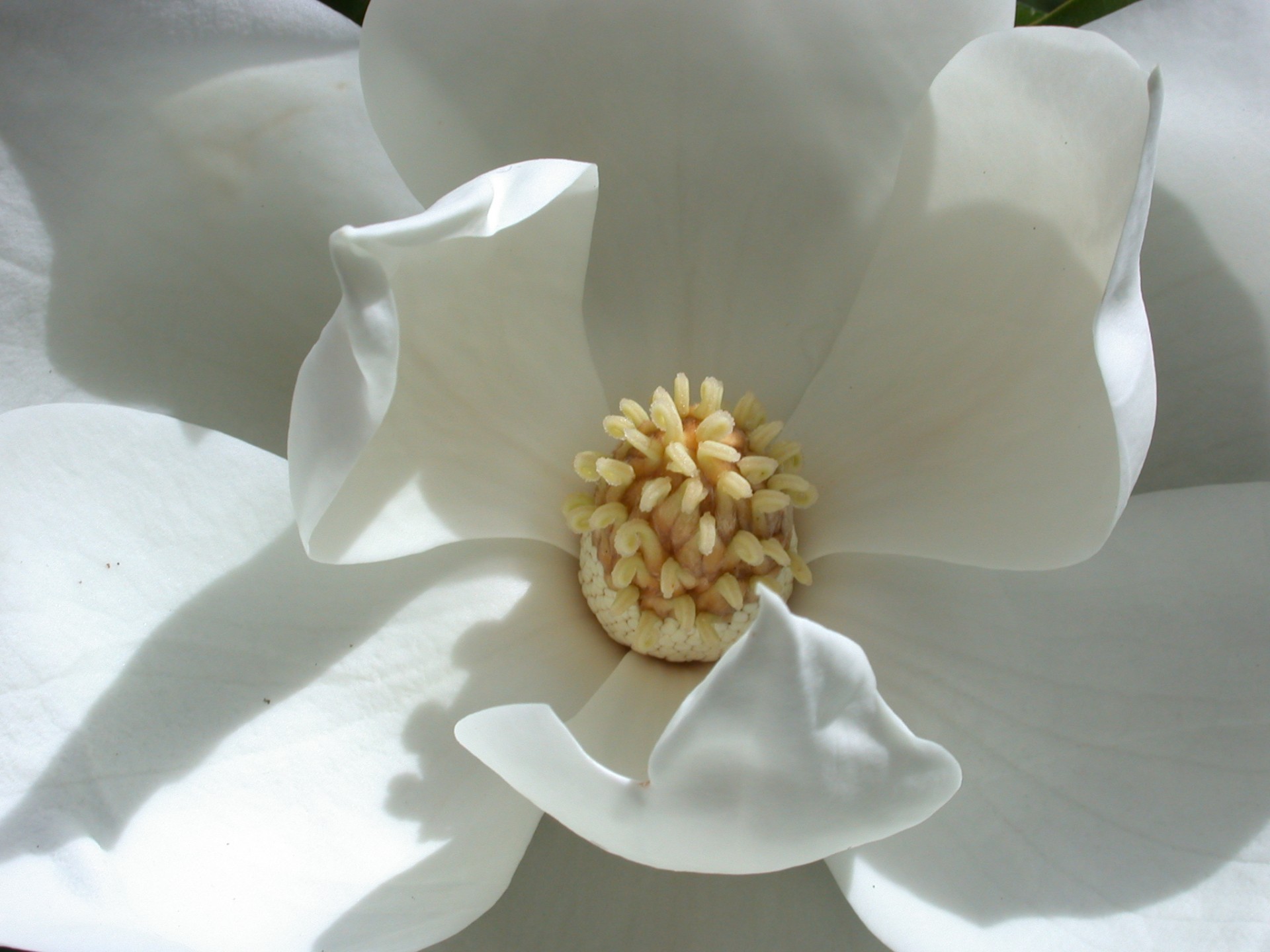 flower magnolia white free photo