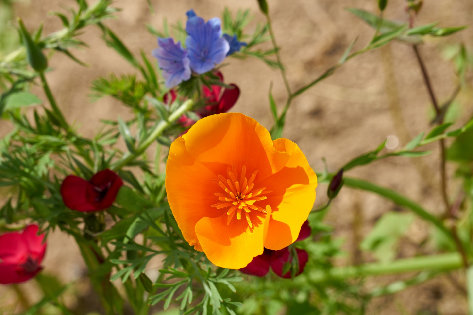 poppy flower flora free photo