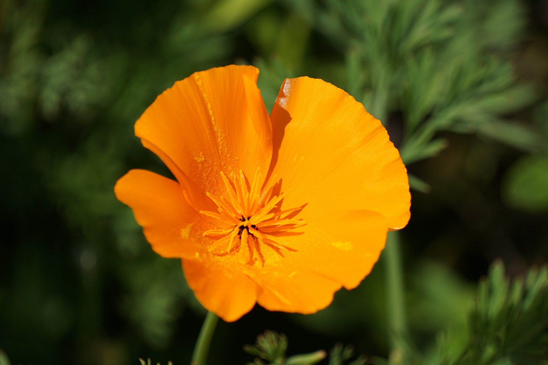 flower poppy flora free photo