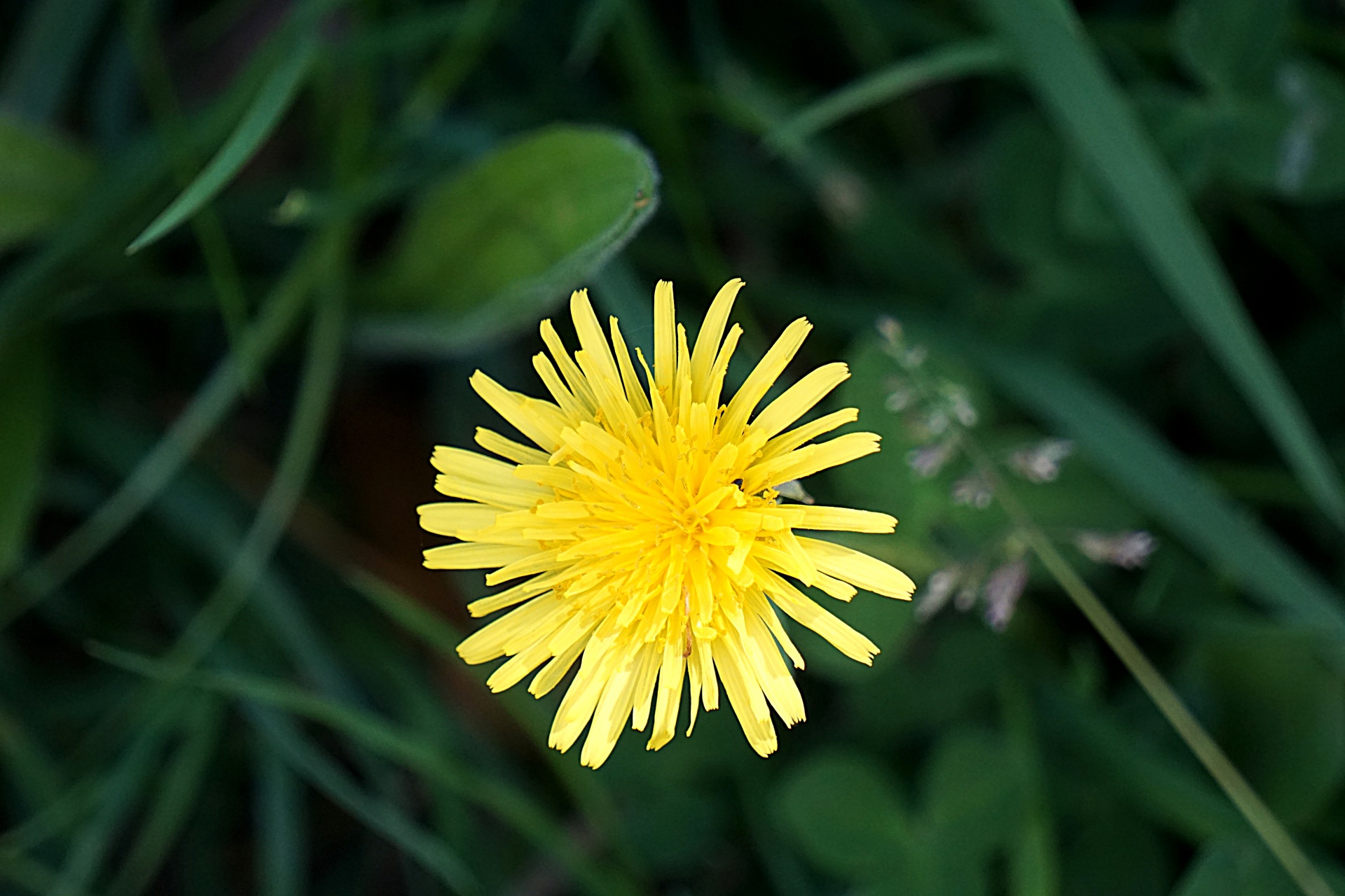 flower dandelion flora free photo