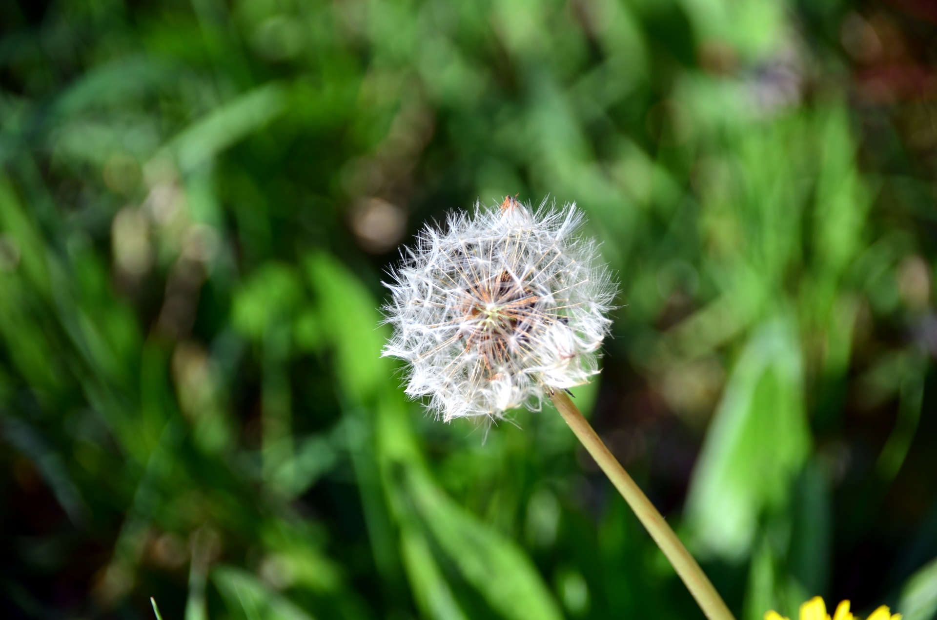 dandelion lion tooth flora free photo