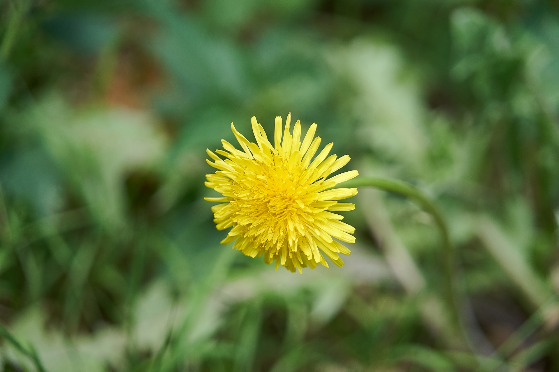 flower flora garden free photo