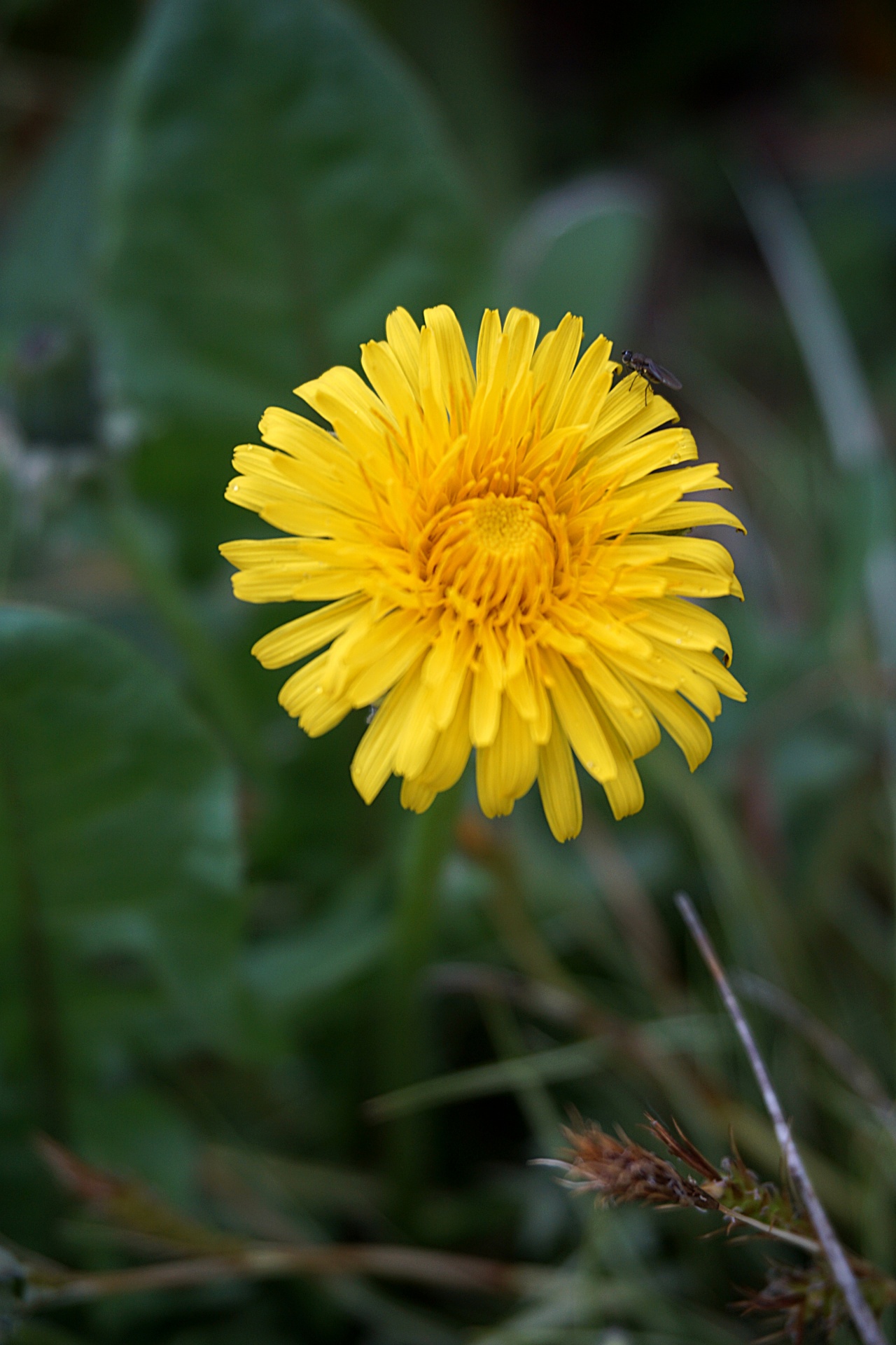 dandelion flora flower free photo