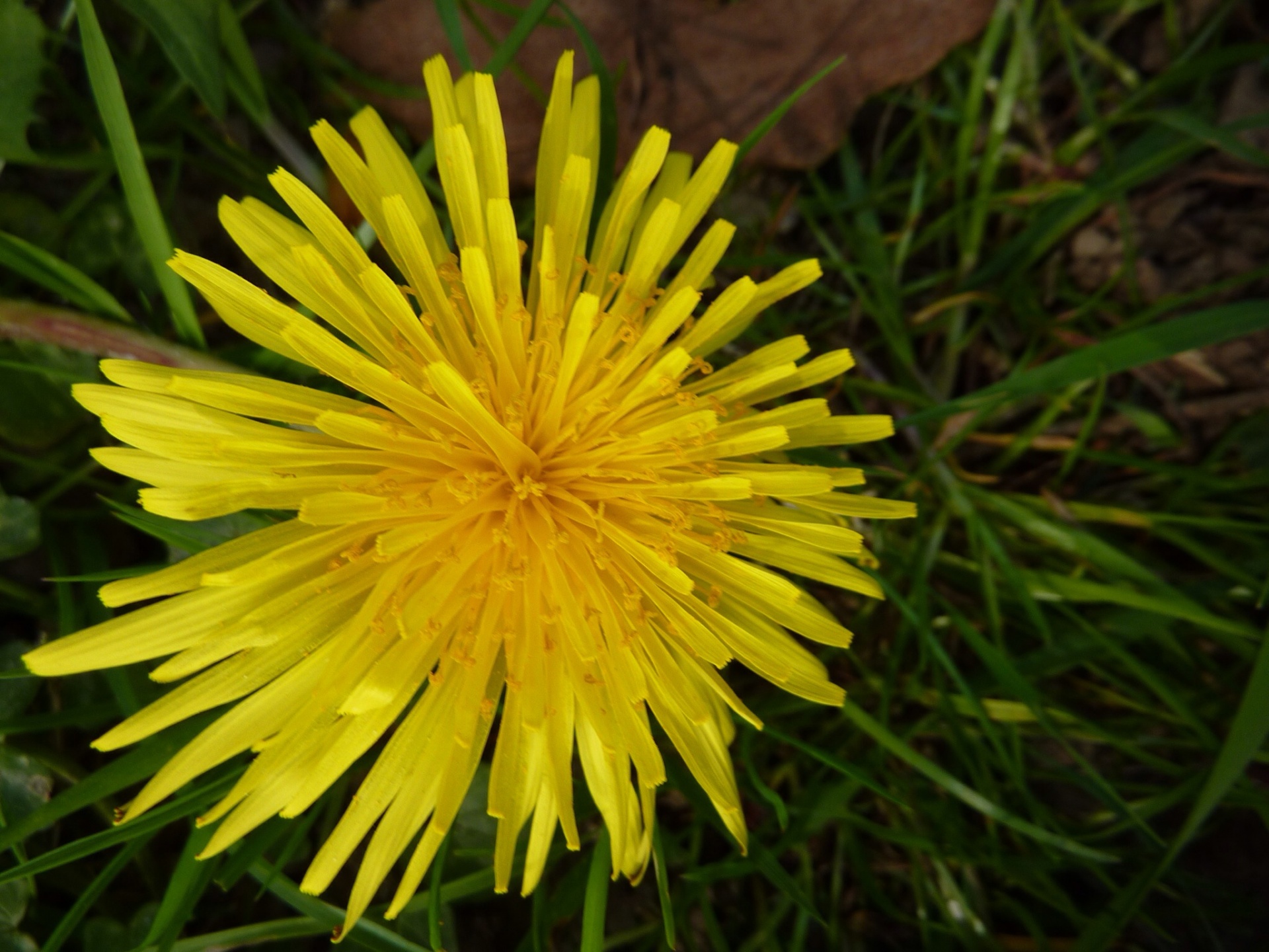 yellow dandelion flower free photo