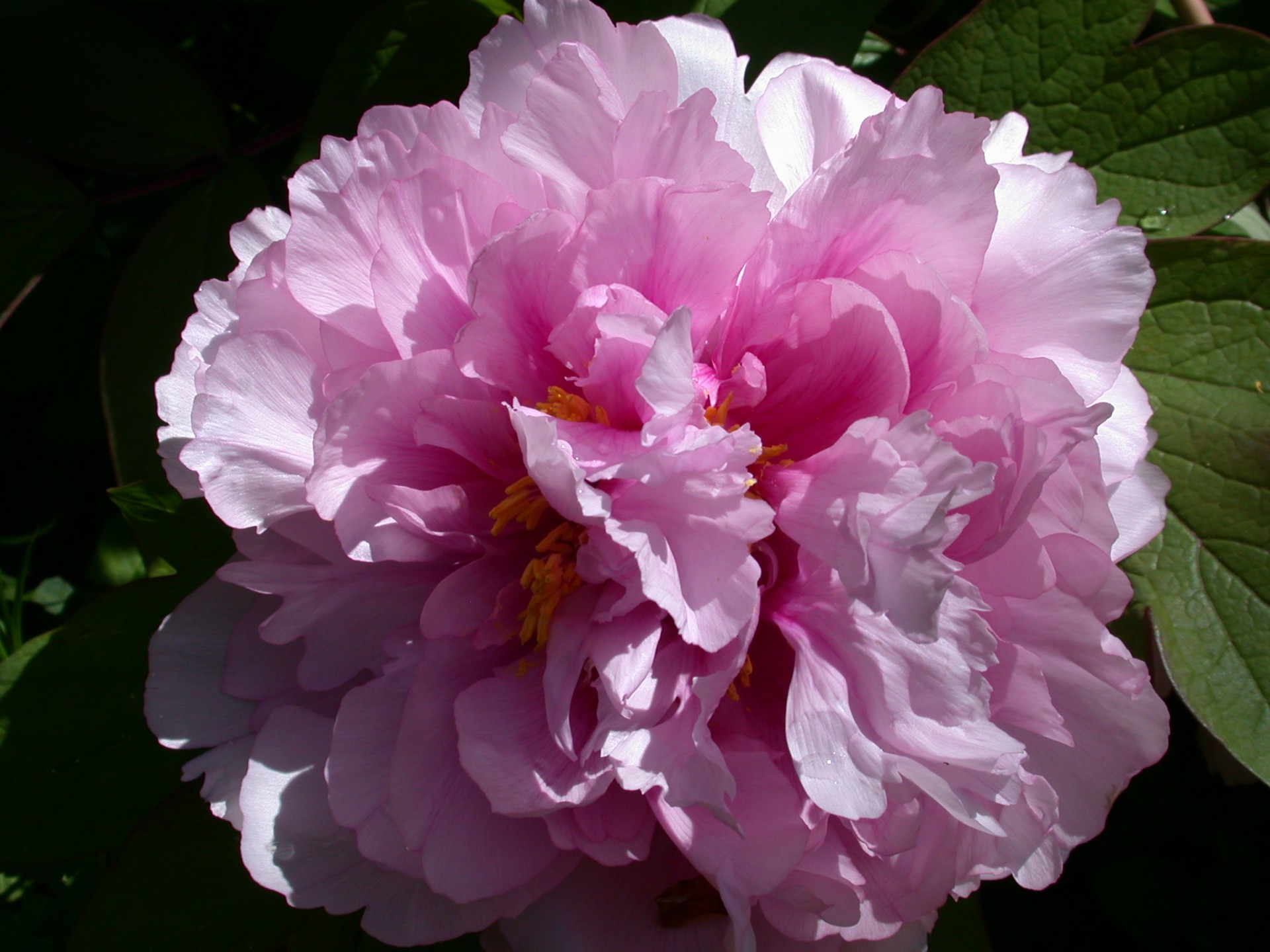 peony flower sun free photo