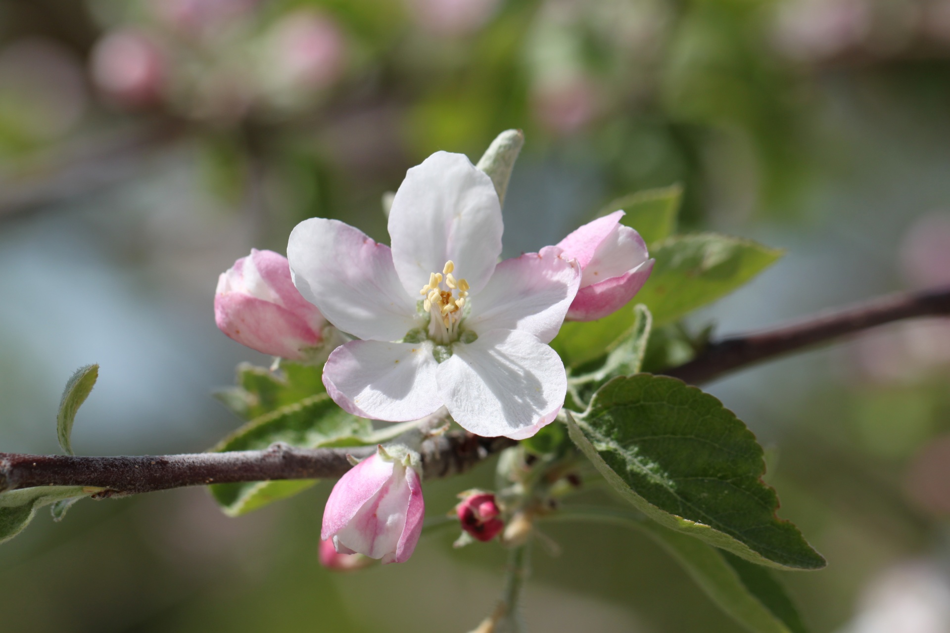 apple tree flower free photo