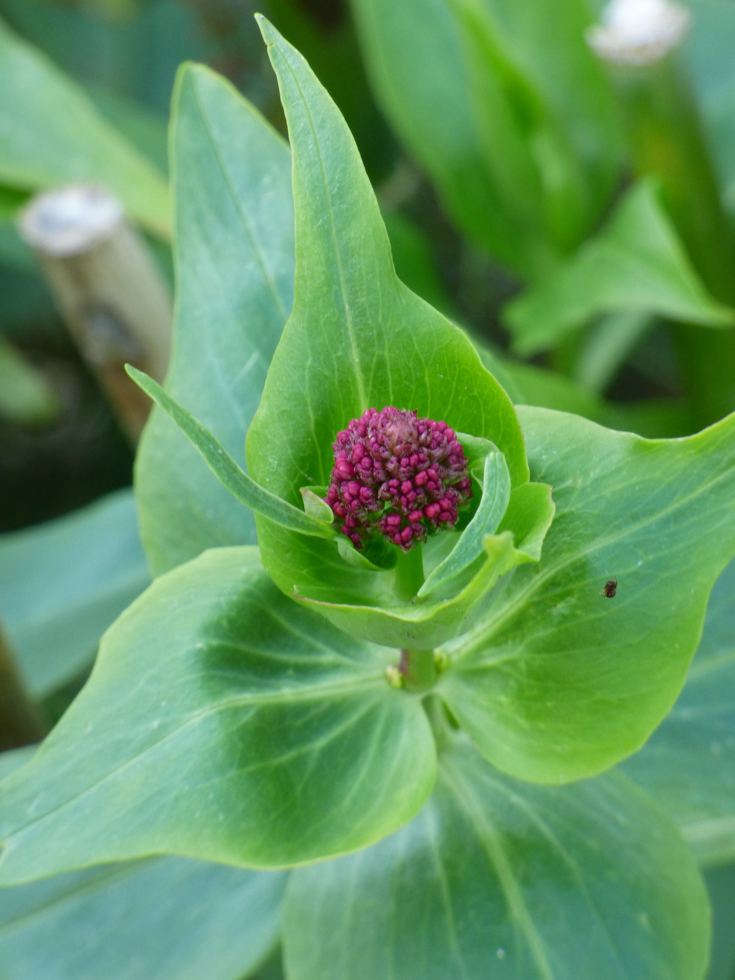 flower stem spring free photo