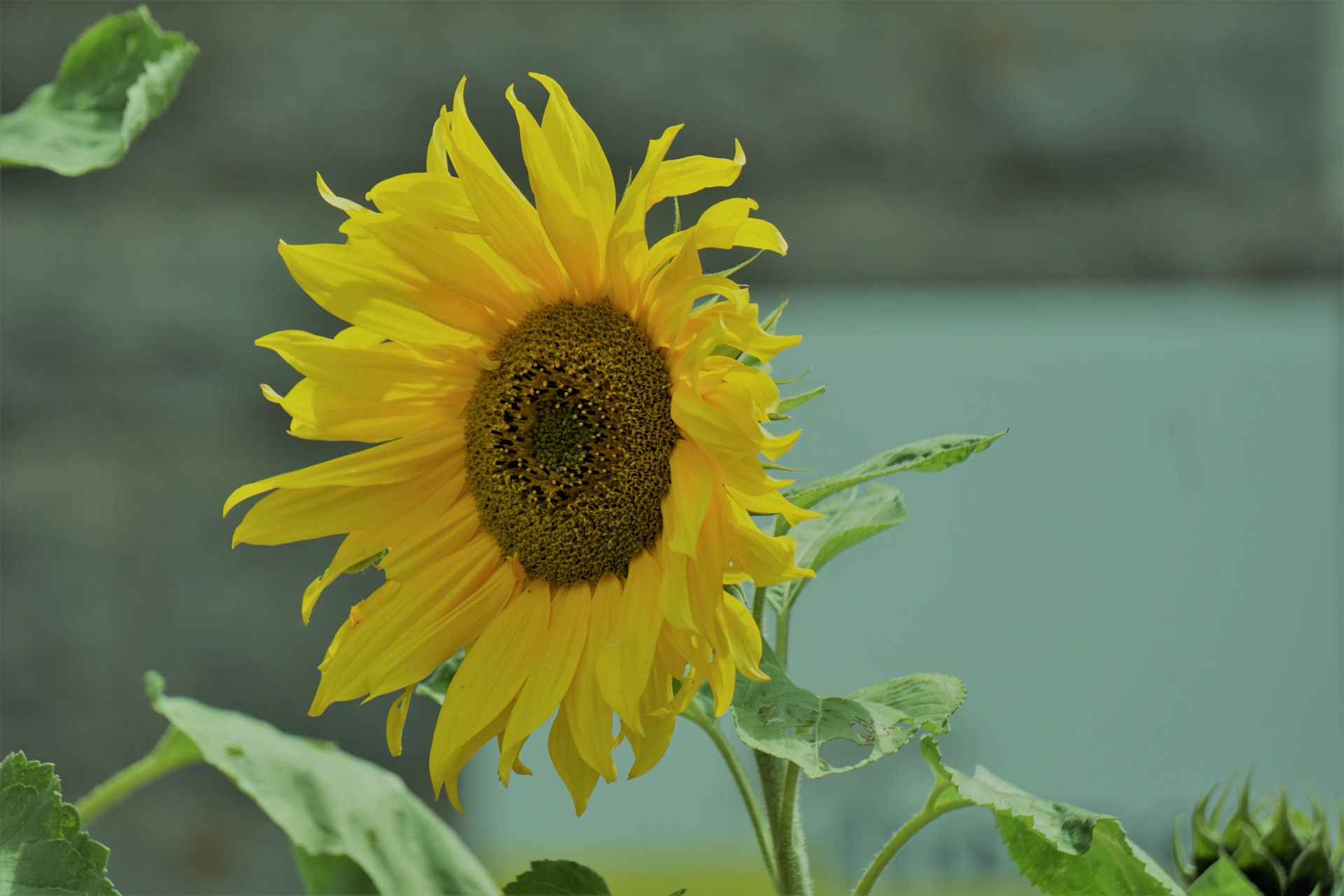 flower sunflower sun free photo