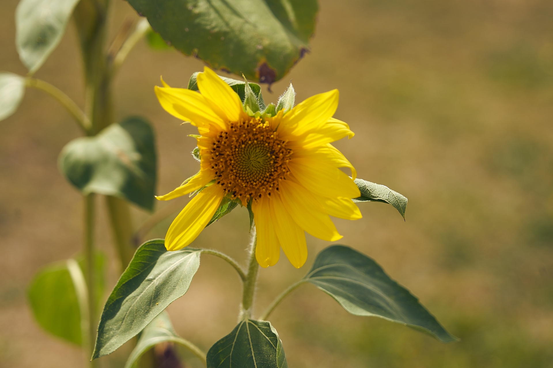 sunflower flower flora free photo