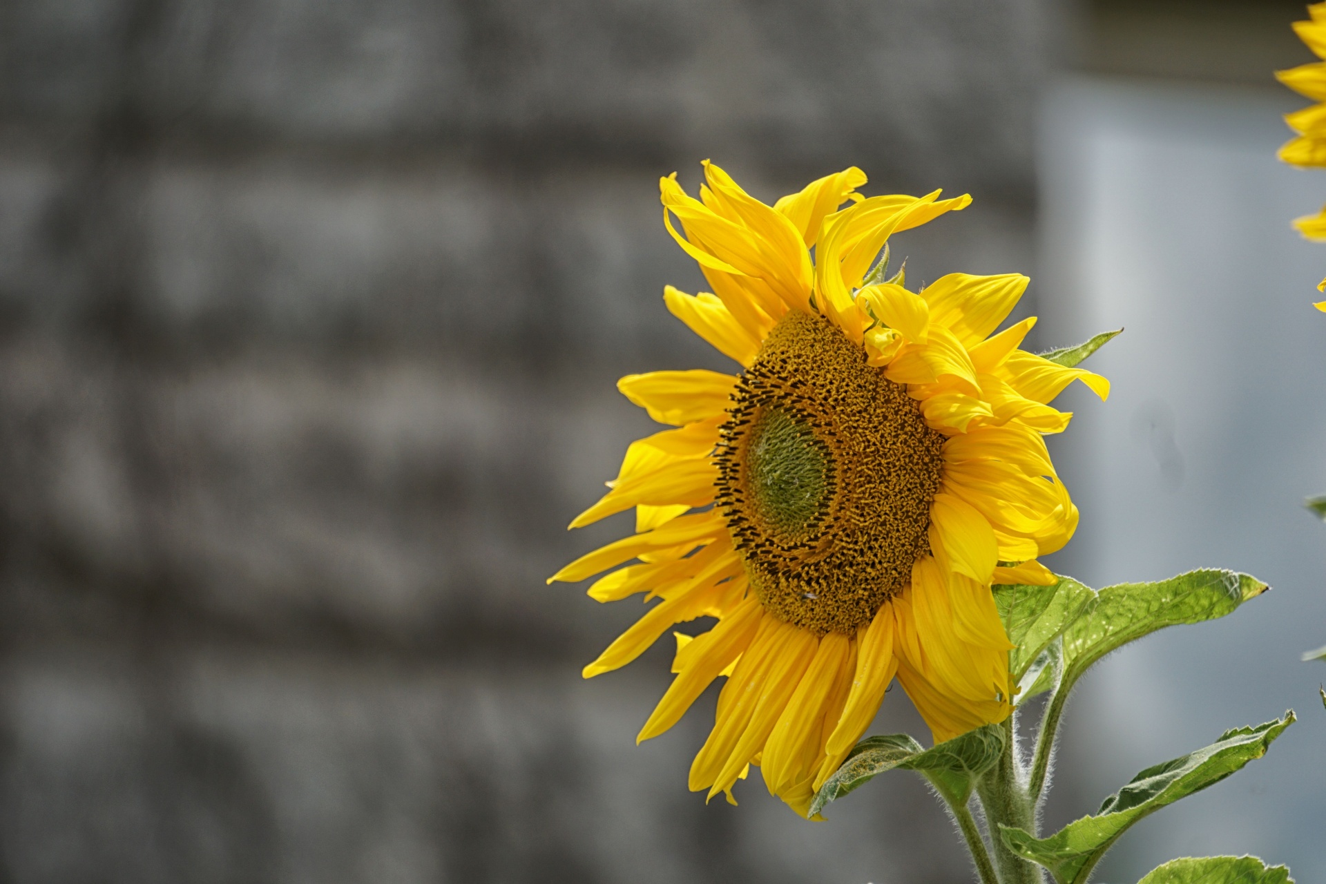 sunflower flower flora free photo