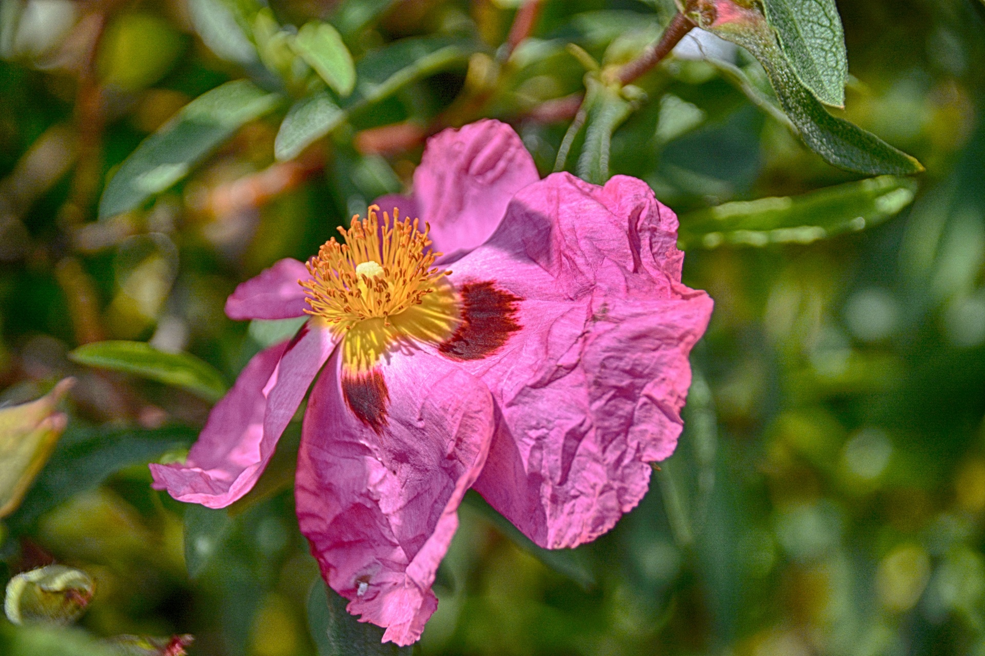 wild rose flower nature free photo