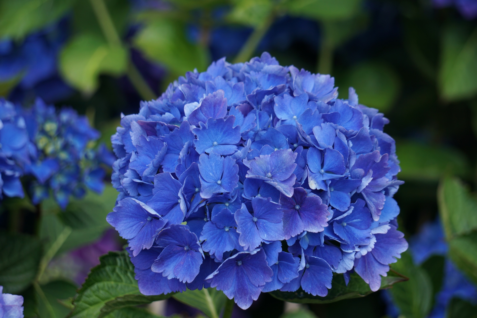 flower hydrangea flora free photo