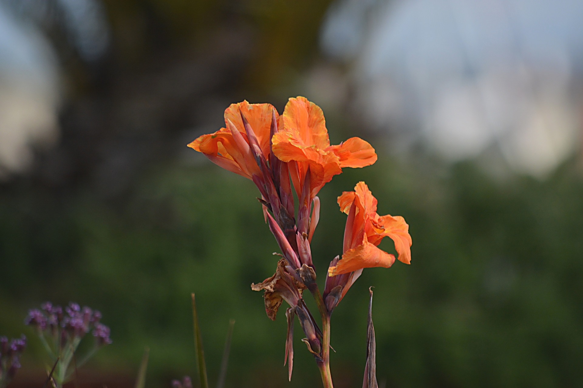 iris flower nature free photo