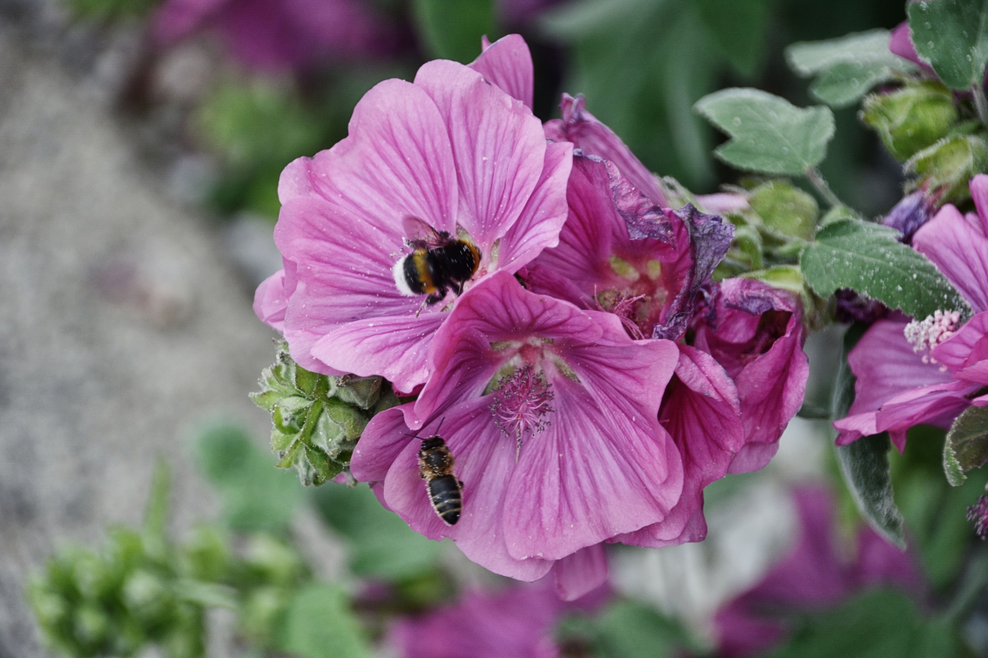 flower bumblebee bee free photo