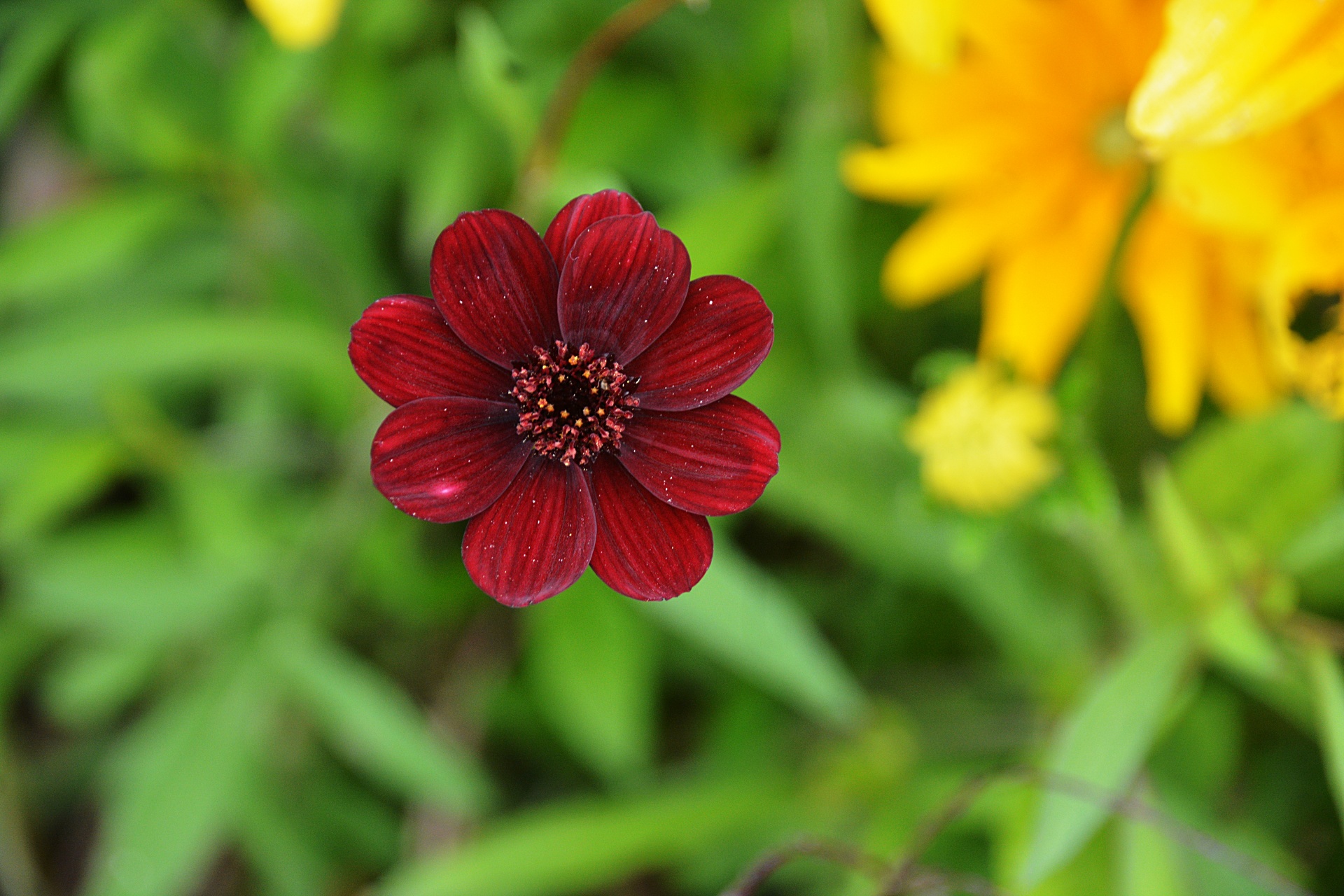 flower petals summer free photo