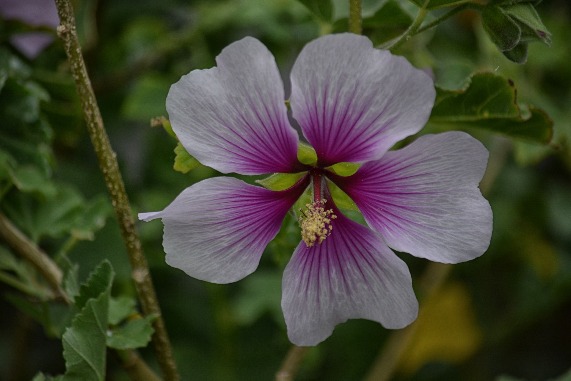 flower hibiscus flora free photo