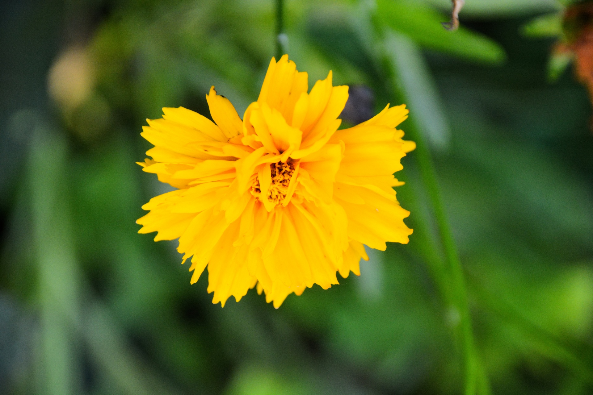 flower flora flower yellow free photo