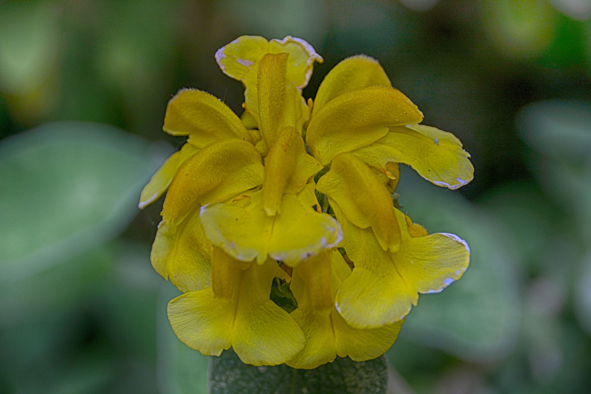 flower flora bloom free photo