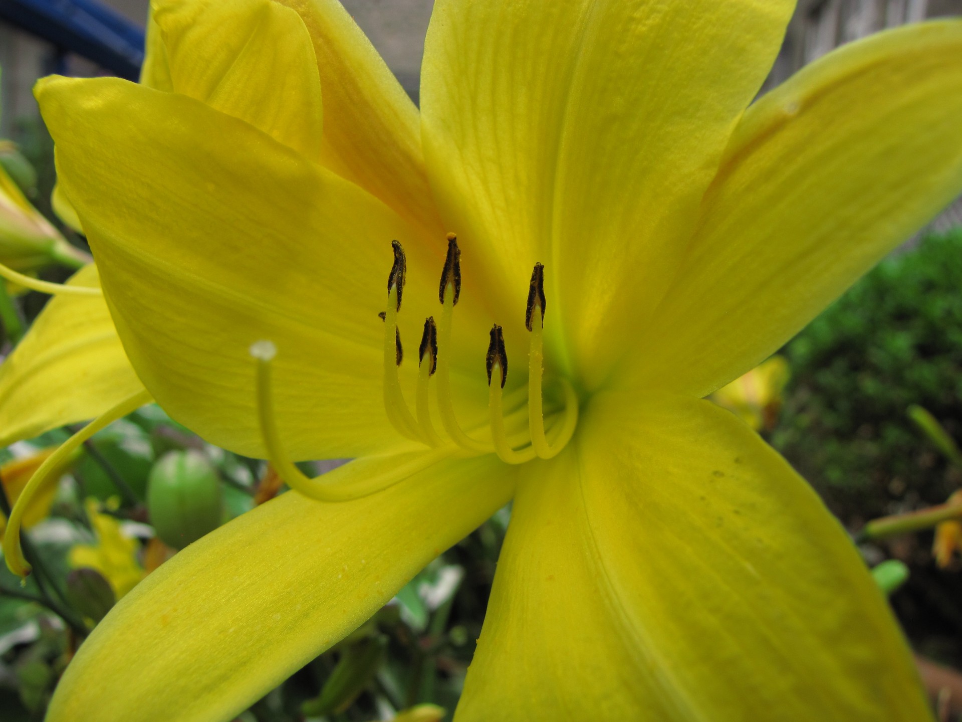 flower plant yellow free photo