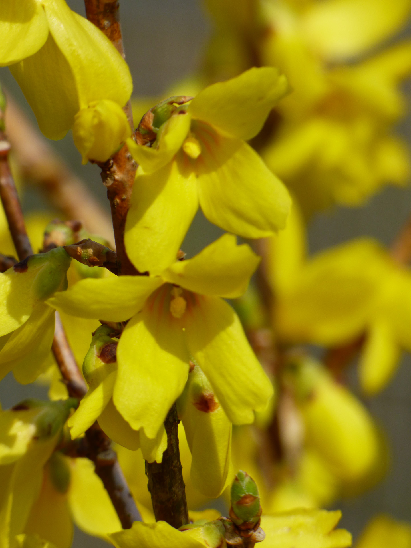 flower stem spring free photo