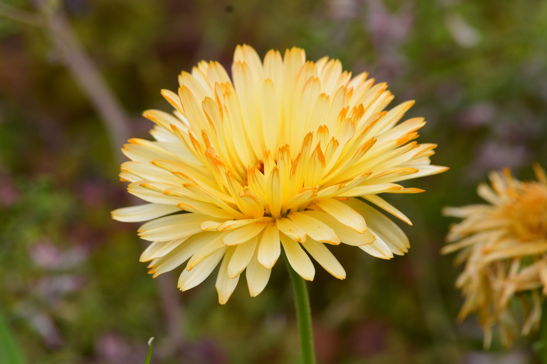 flora flower yellow free photo