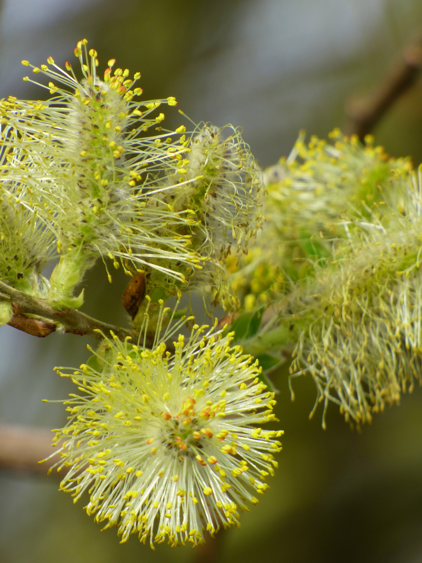 flower stem spring free photo