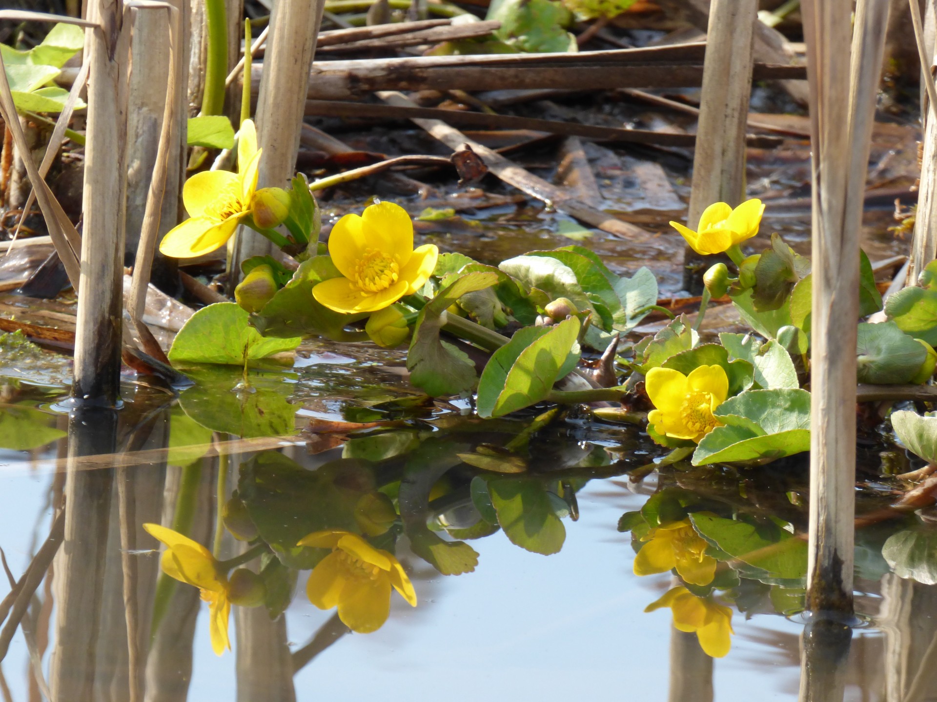 flower stem spring free photo