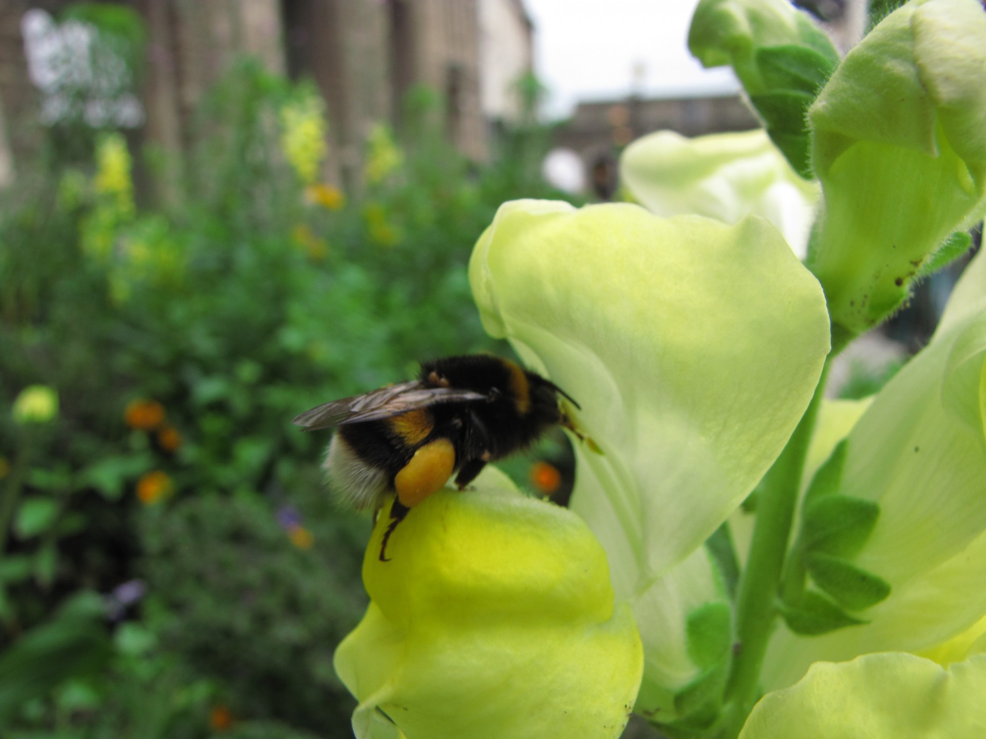 flower plant bumblebee free photo