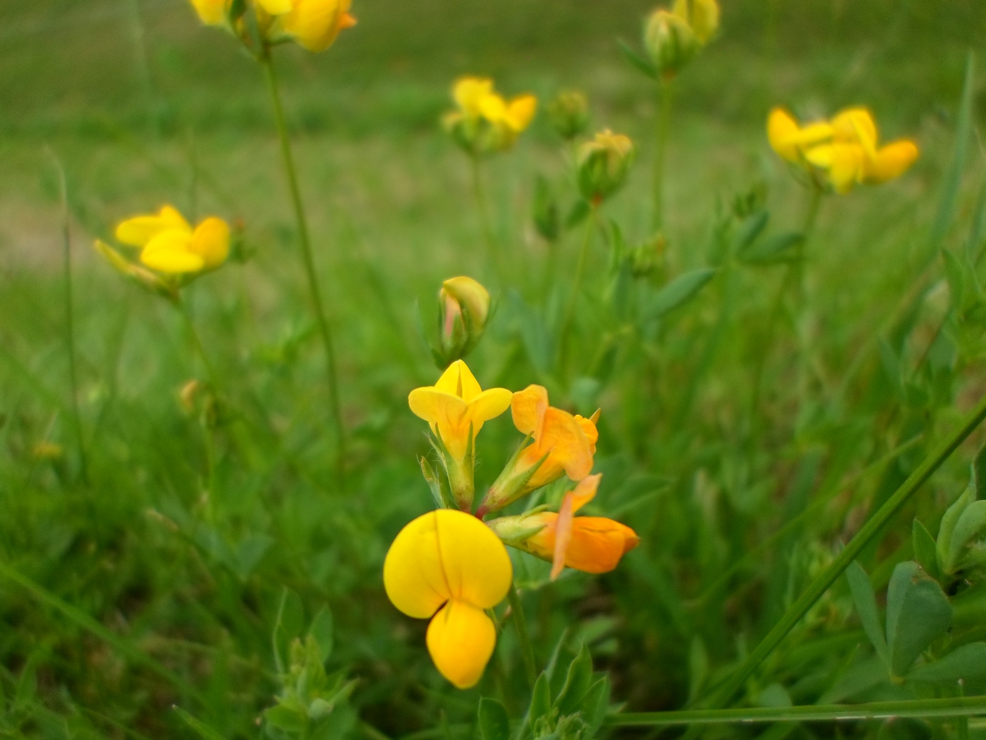 flower garden green free photo