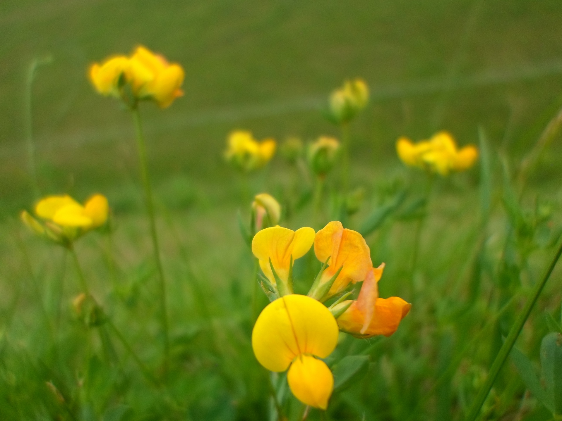 flower garden green free photo