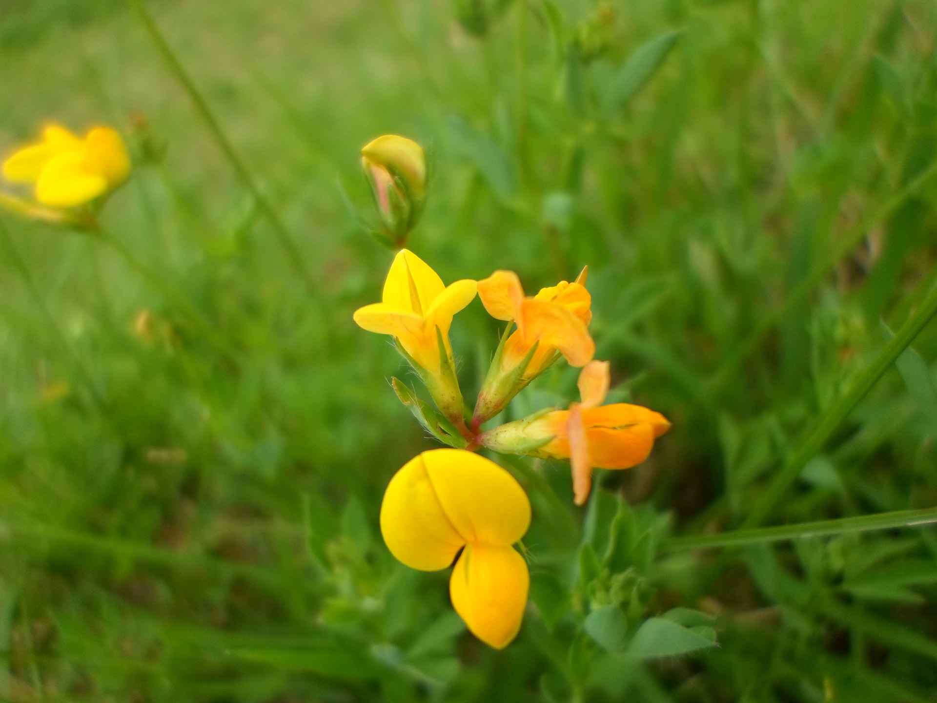 flower garden green free photo