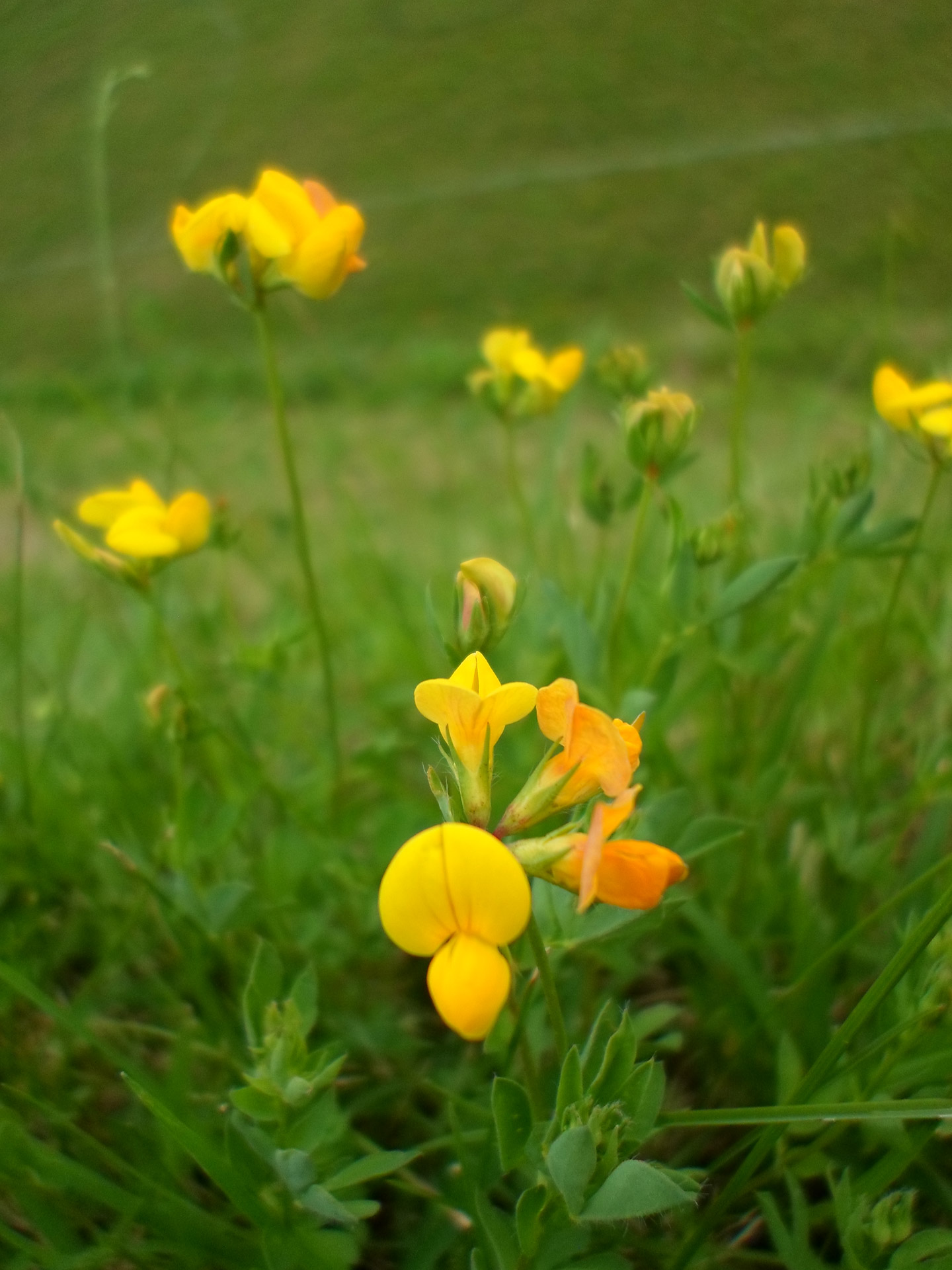 flower garden green free photo