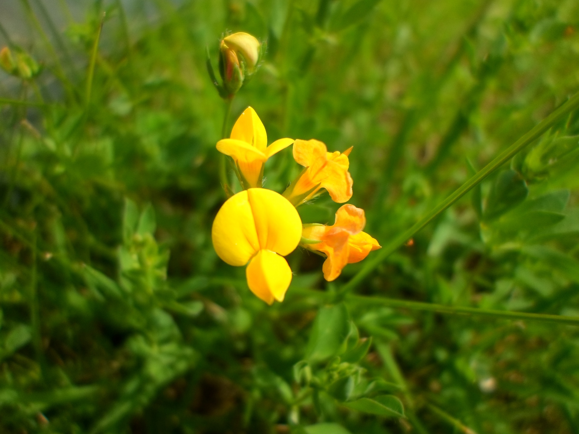 flower garden green free photo