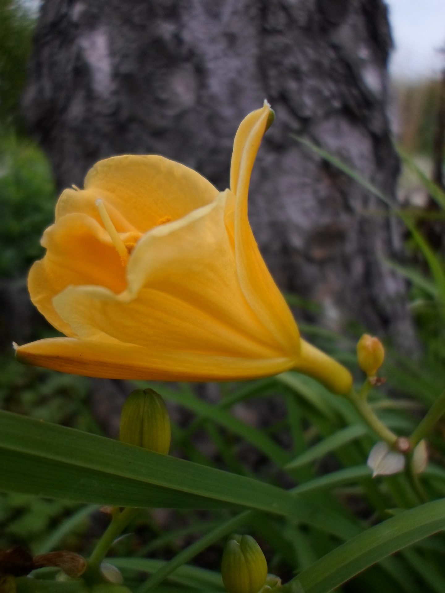 petal yellow flower free photo