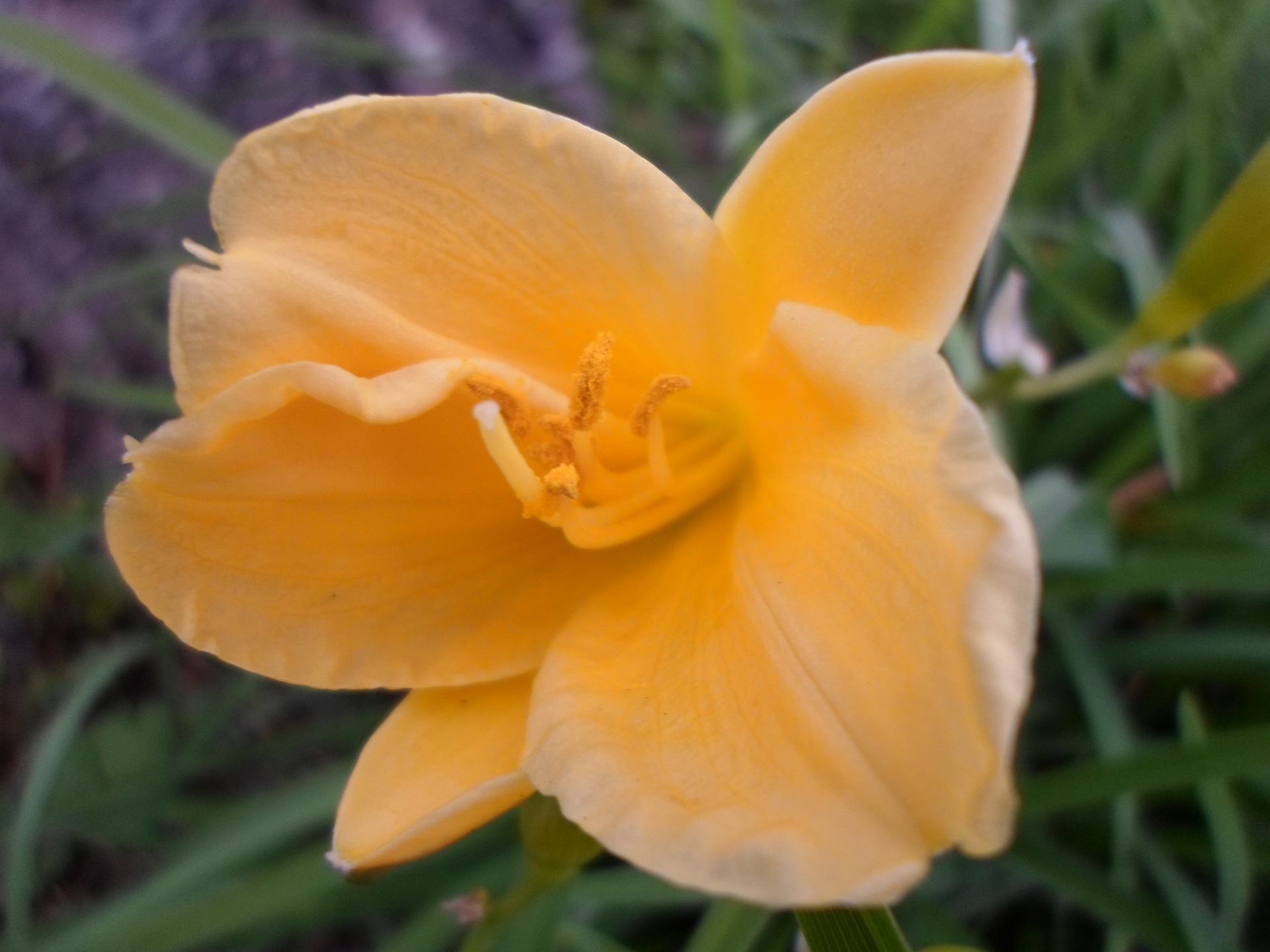 petal yellow flower free photo