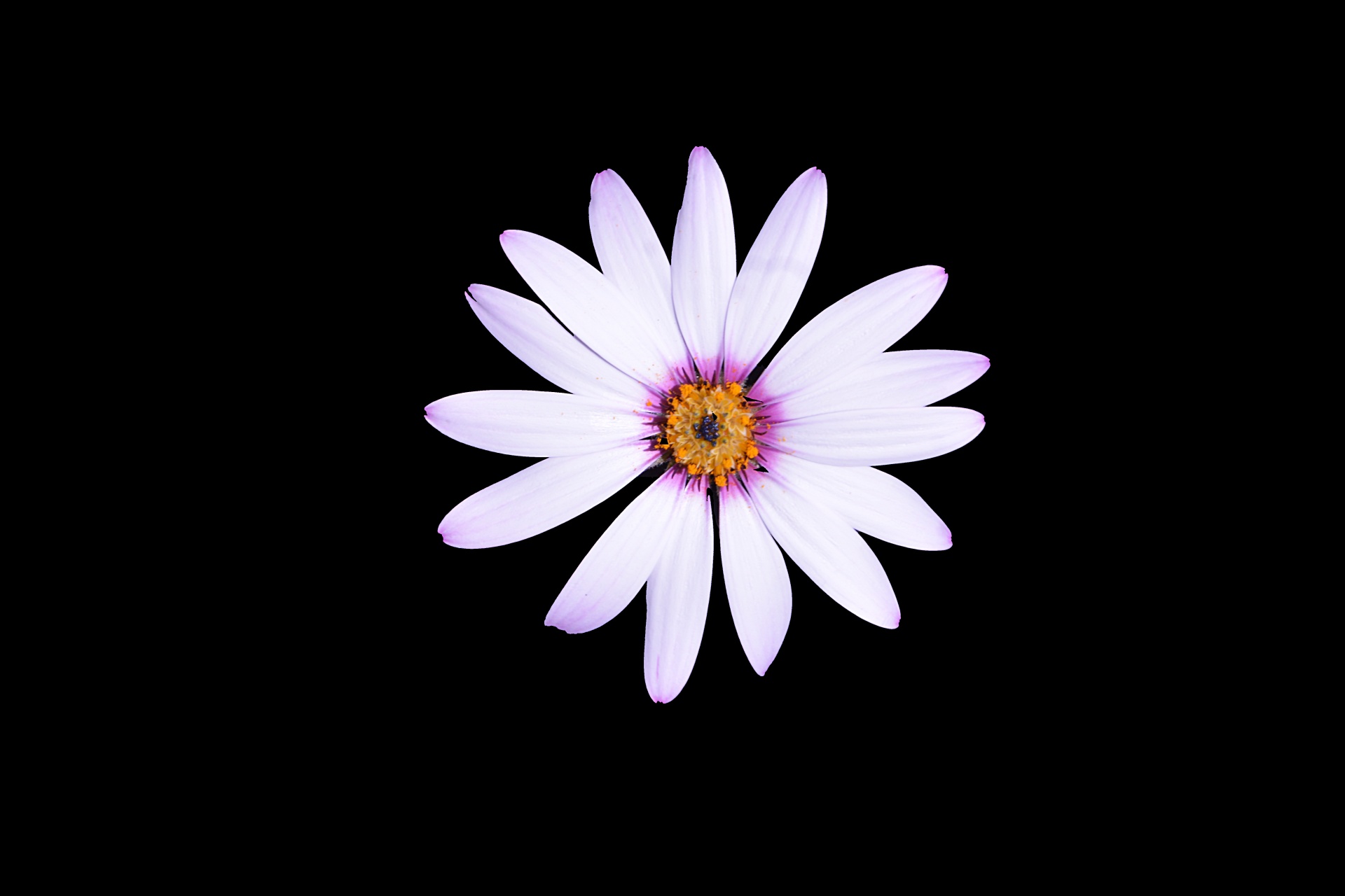 daisy flower flora free photo