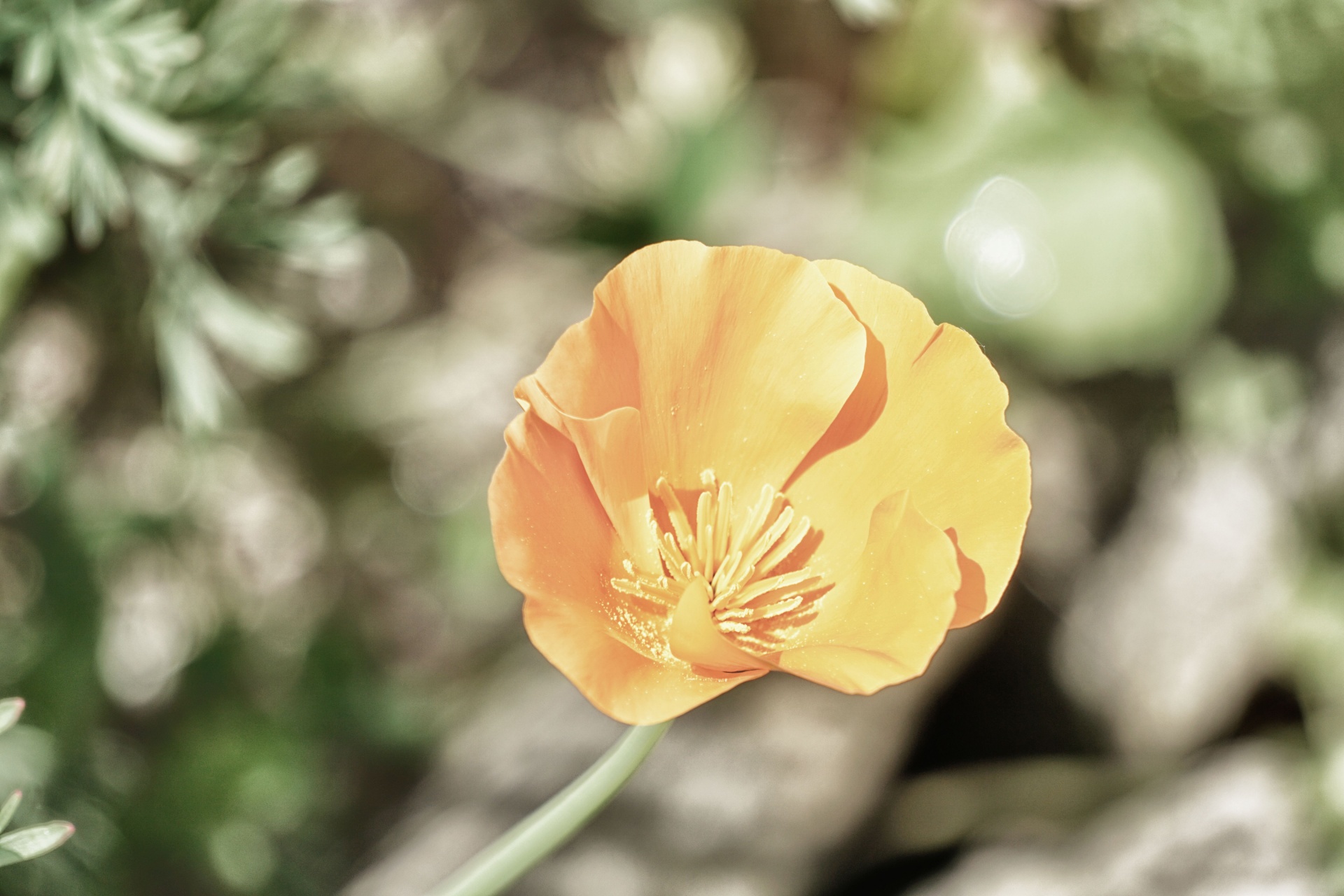 flower poppy flora free photo