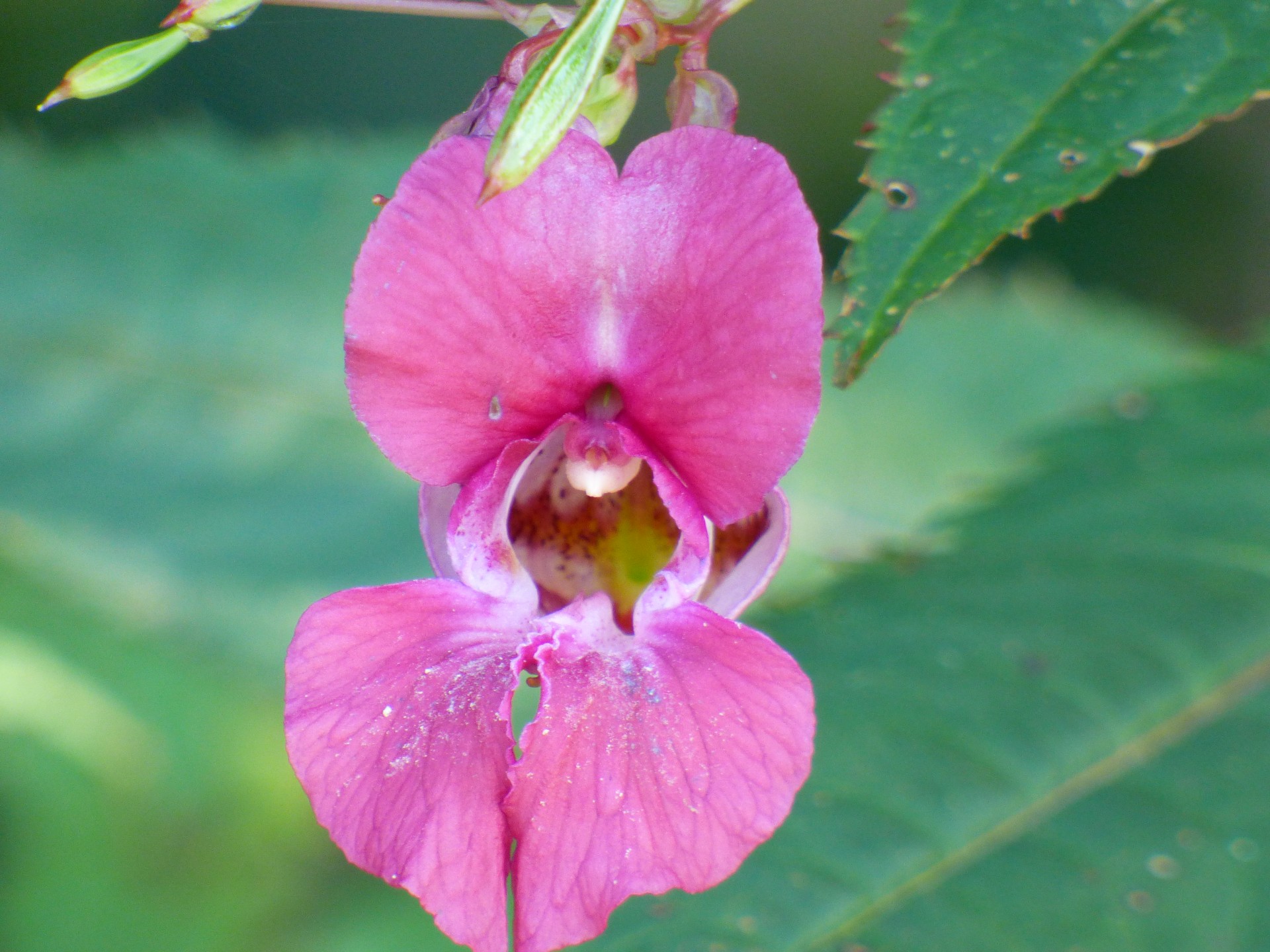 flower stem spring free photo