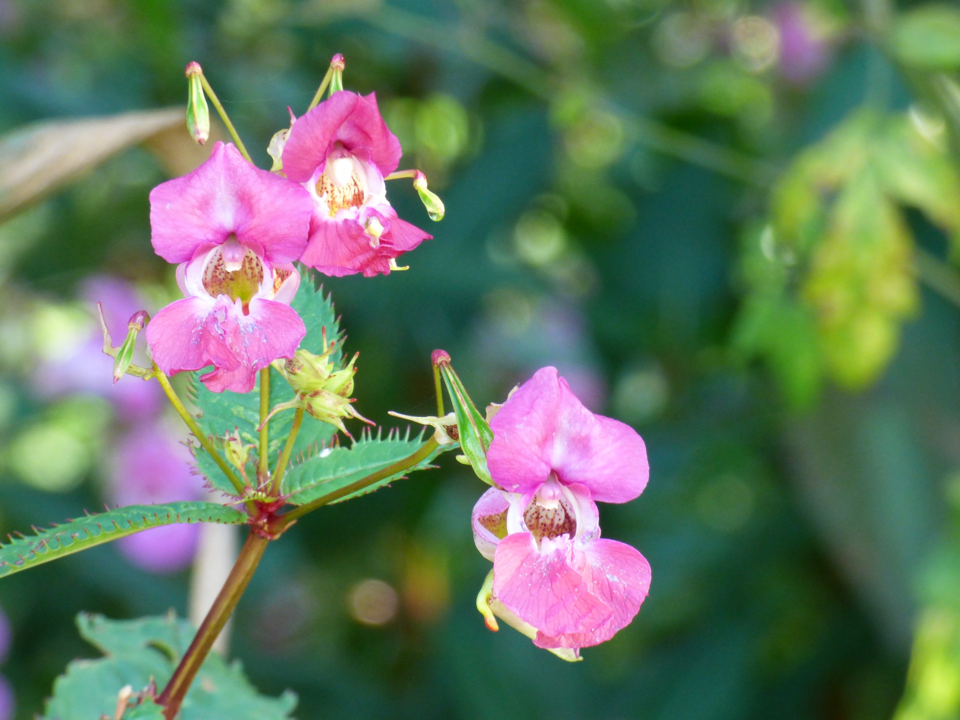 flower stem spring free photo