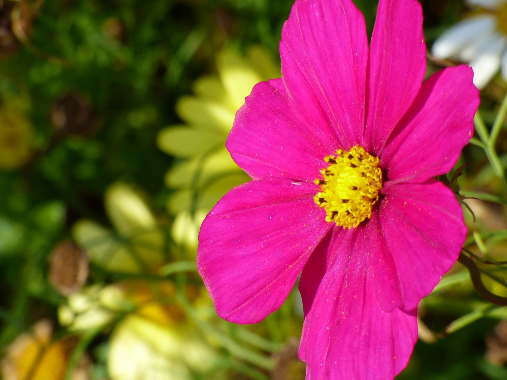 flower stem spring free photo