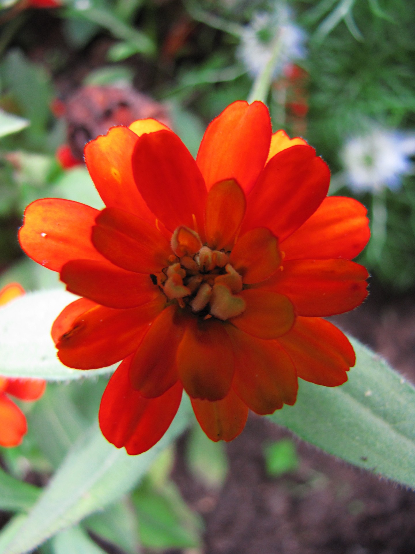 flower plant red free photo