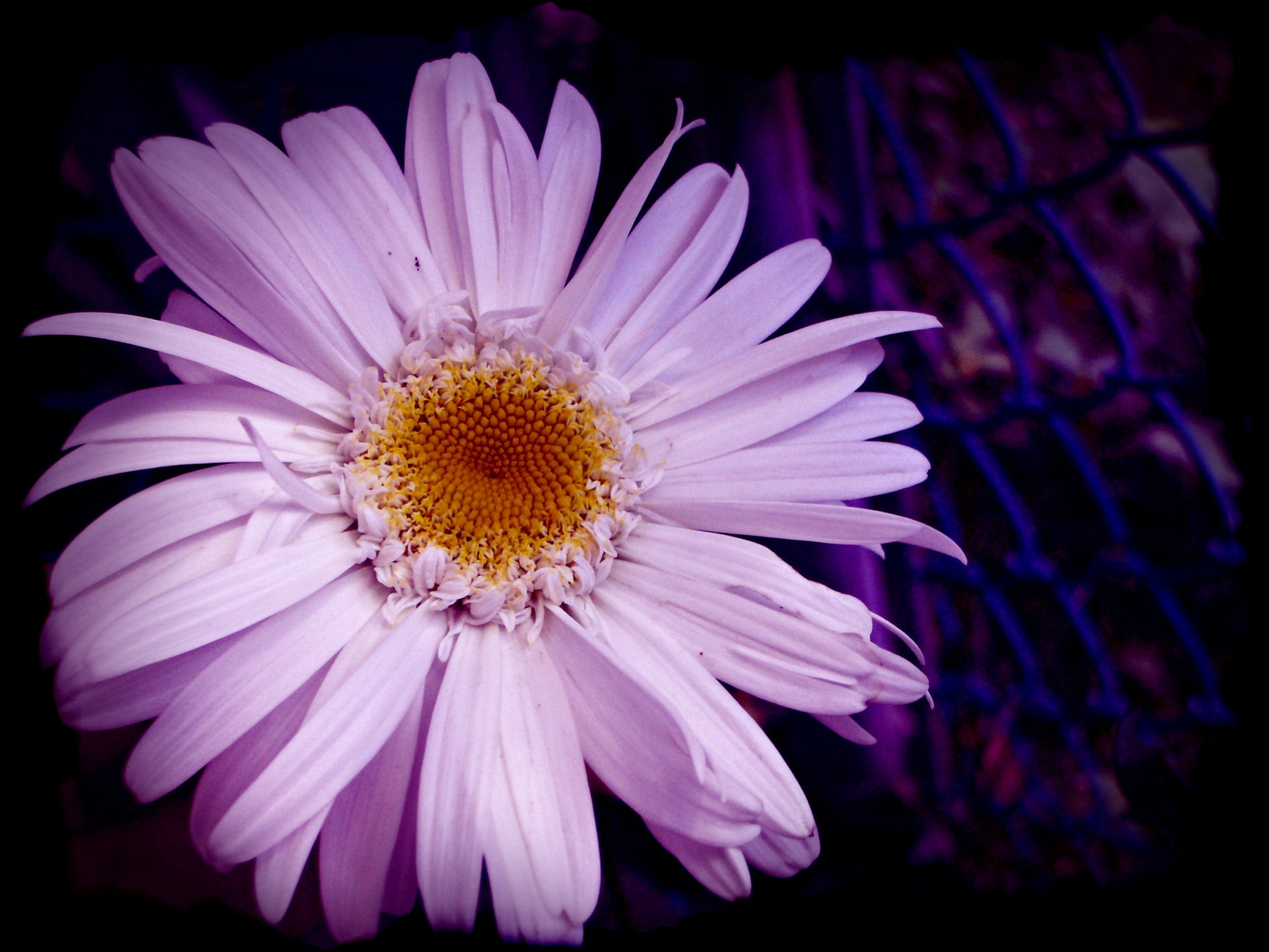 flower purple design free photo