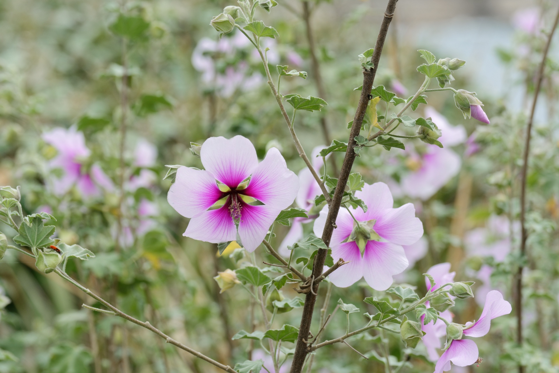 flower hibiscus flora free photo