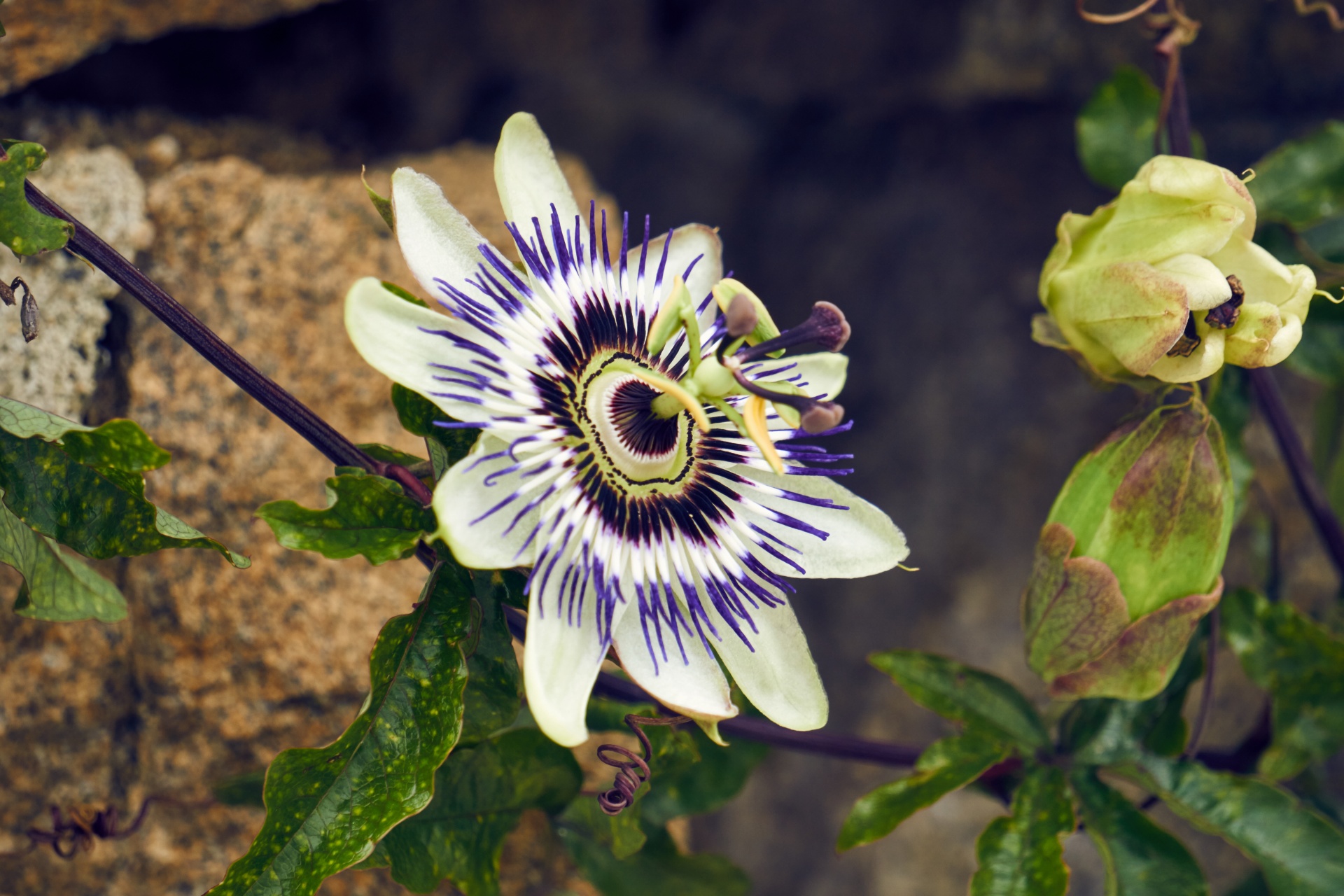 passionflower flora flower free photo