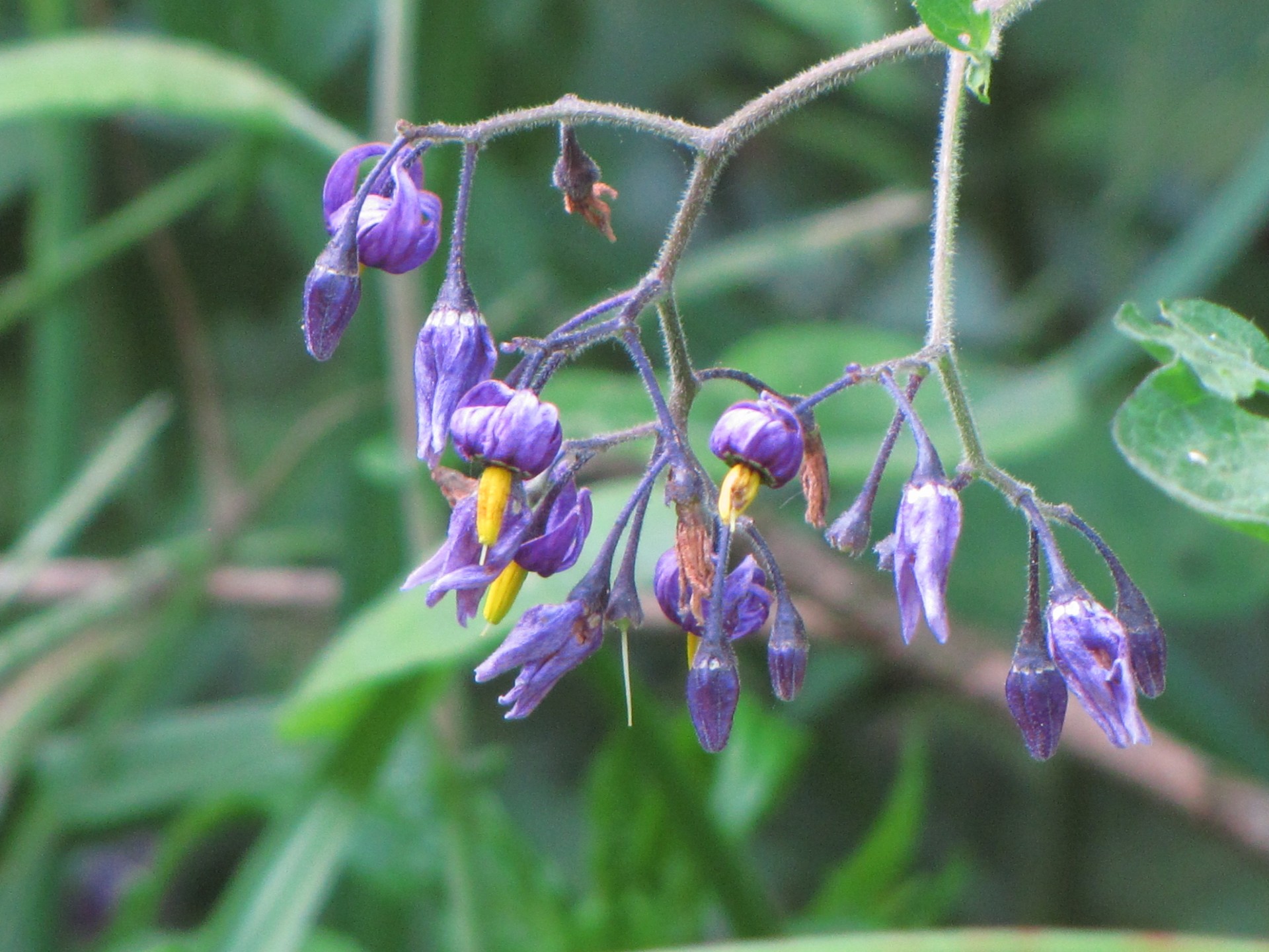 flower marsh purple flower free photo